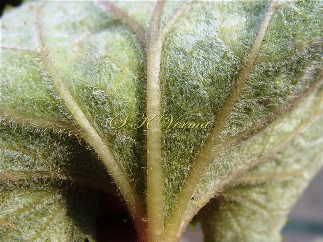  Leaf blade-Abaxial surface